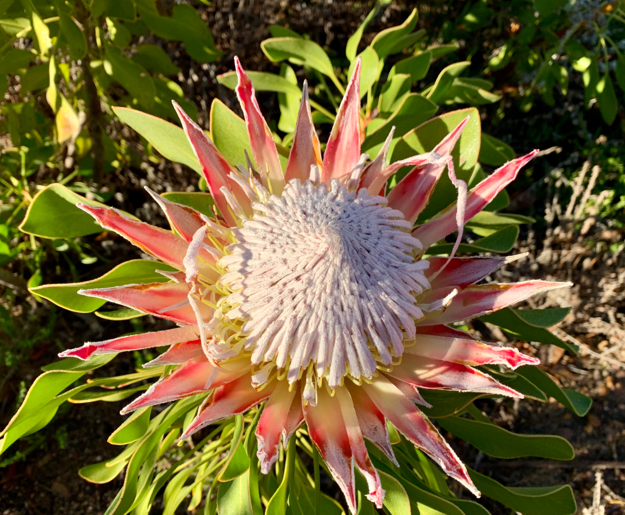 King Protea single flower
